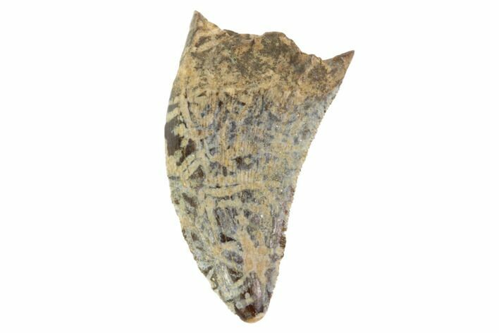 Theropod (Raptor) Tooth - Montana #98295